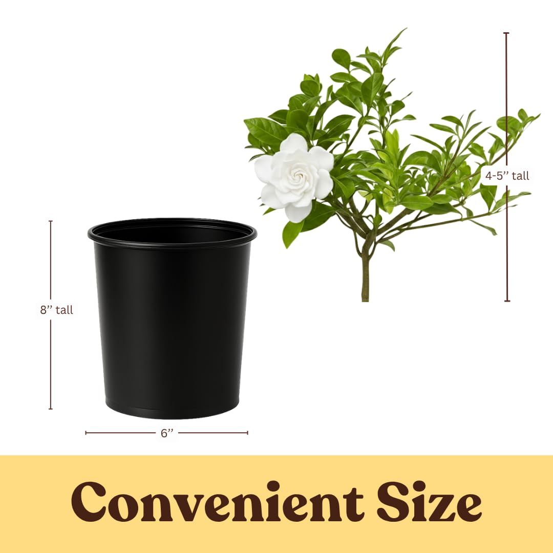 White Fragrant Gardenia Live Shrub 1-Gallon Y1942
