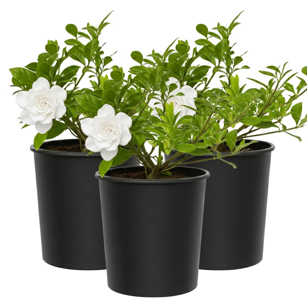 White Fragrant Gardenia Live Shrub 1-Gallon Y1942