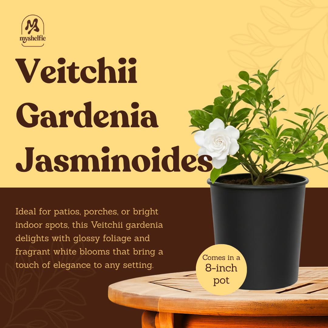 White Fragrant Gardenia Live Shrub 1-Gallon Y1942