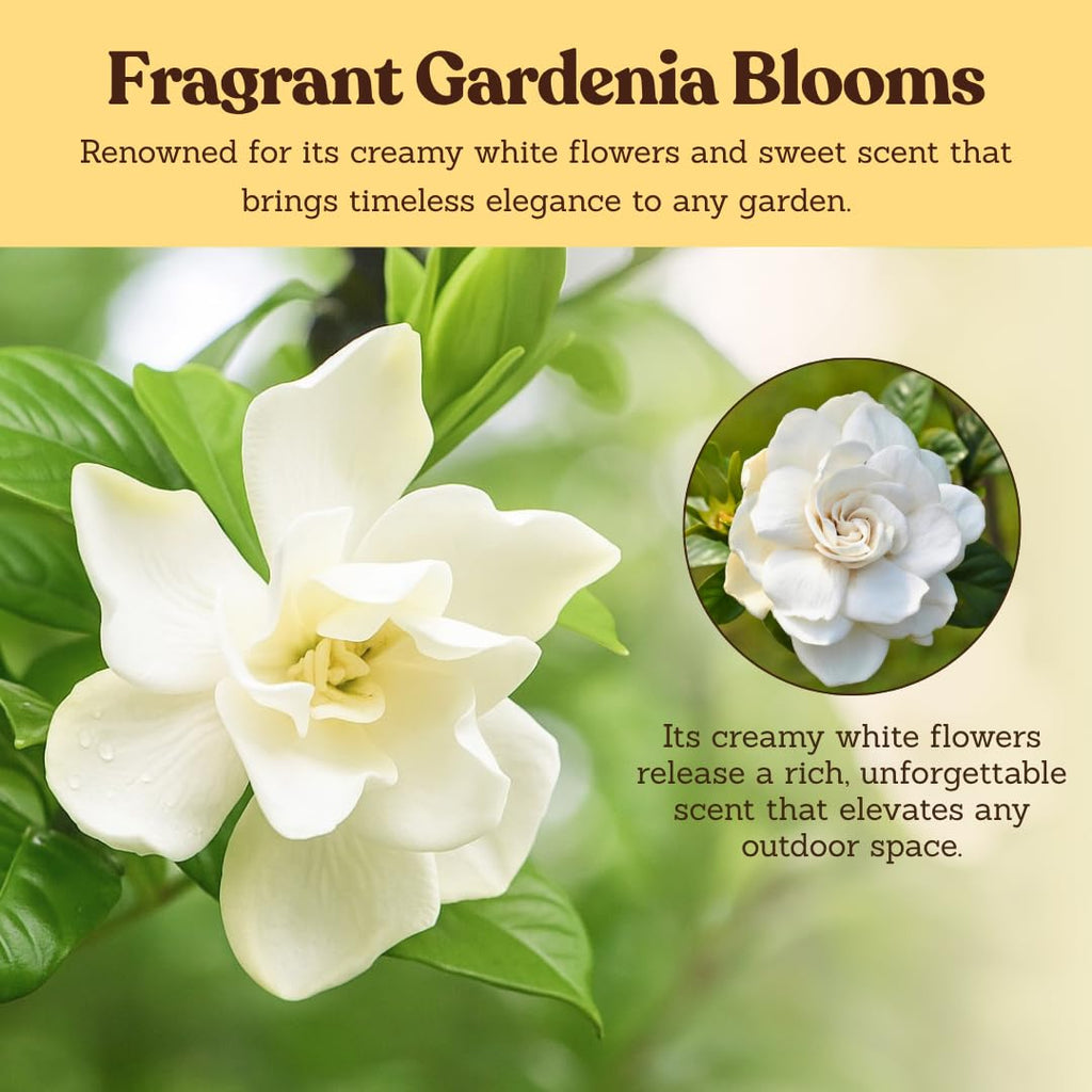 White Fragrant Gardenia Live Shrub 1-Gallon Y1942