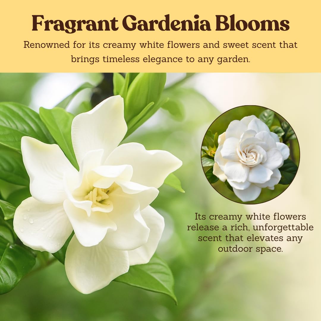 White Fragrant Gardenia Live Shrub 1-Gallon Y1942
