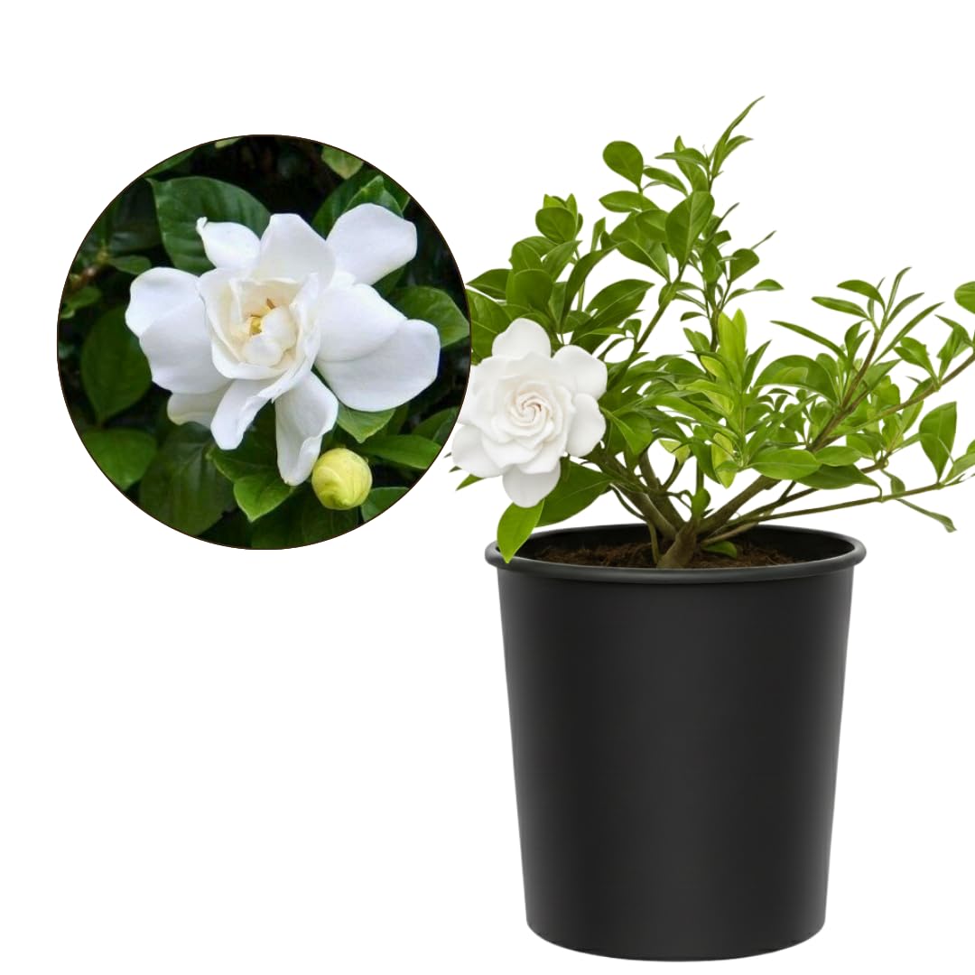 White Fragrant Gardenia Live Shrub 1-Gallon Y1942