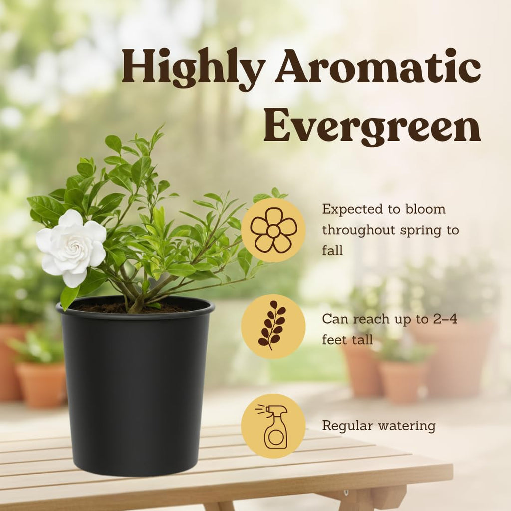 White Fragrant Gardenia Live Shrub 1-Gallon Y1942