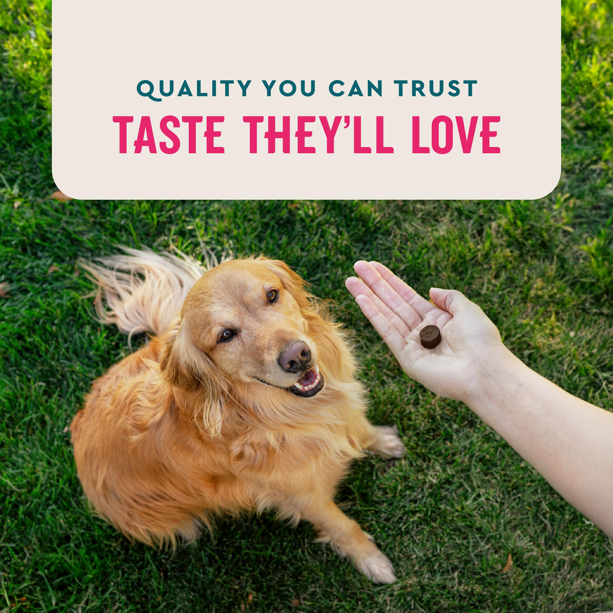 60 Count Dog Multivitamin Q5518