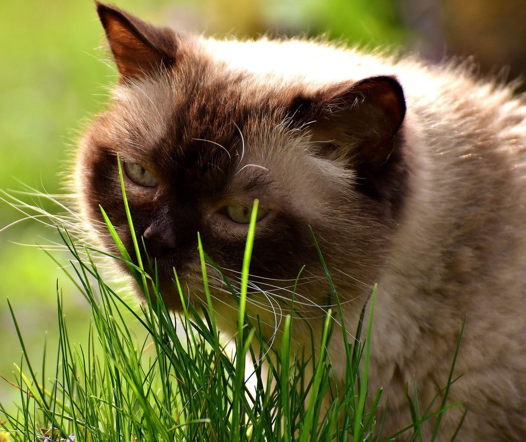 100% Organic Cat Grass Seed Mix, 4 Ounce F2720