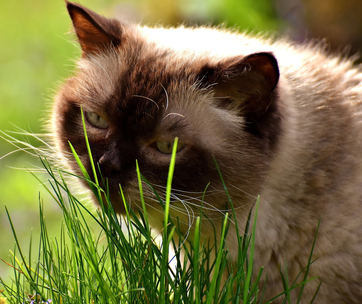 100% Organic Cat Grass Seed Mix, 4 Ounce F2720