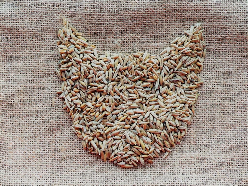 100% Organic Cat Grass Seed Mix, 4 Ounce F2720